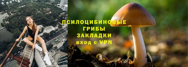 прущие грибы Богородицк